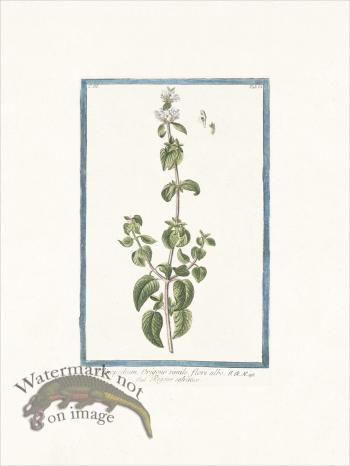 Bonelli 266 Wild mint